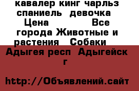  кавалер кинг чарльз спаниель -девочка › Цена ­ 45 000 - Все города Животные и растения » Собаки   . Адыгея респ.,Адыгейск г.